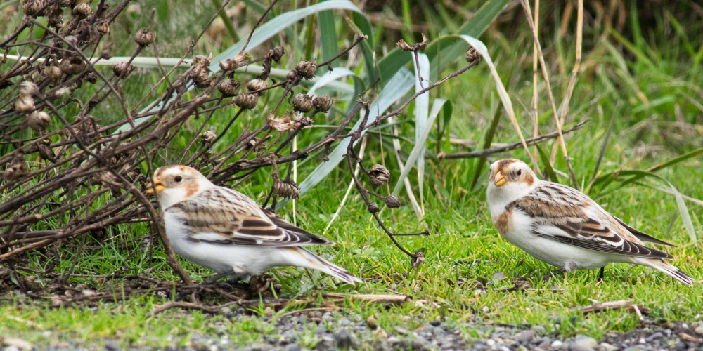 Snow Bunting